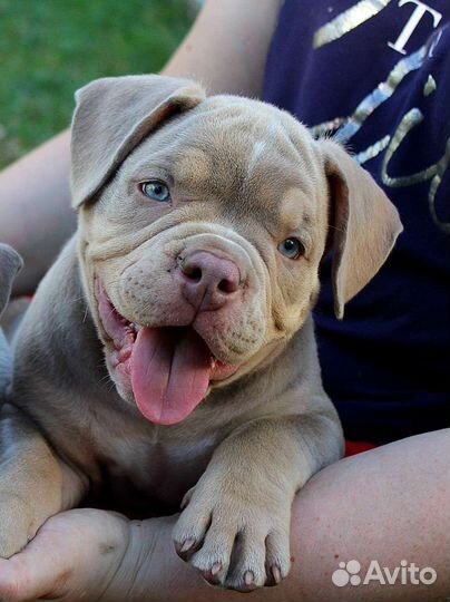 Американский булли