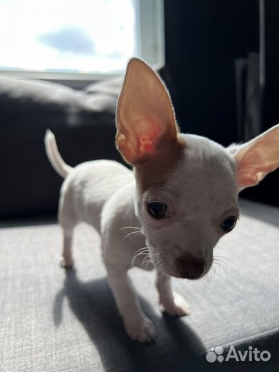 Щенок чихуахуа мини