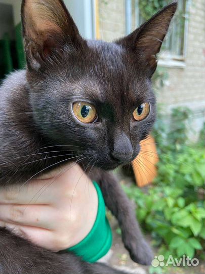 Кошка в дар бесплатно