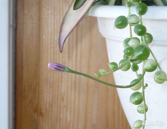 Крестовник роули, долларовое дерево, очиток