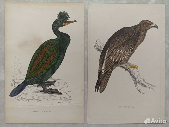 23 Антикварные литографии Птицы 1897