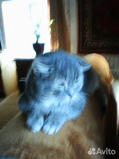 Отдам бесплатно в хорошие руки кота