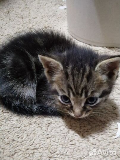 Котята в добрые руки приучены к лотку