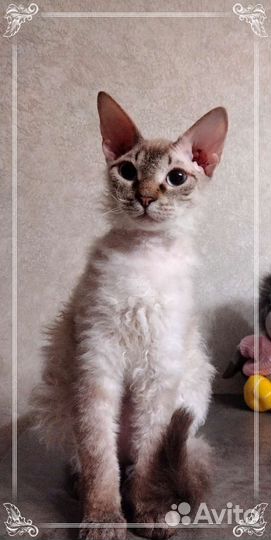 Котенок сфинкс /корниш