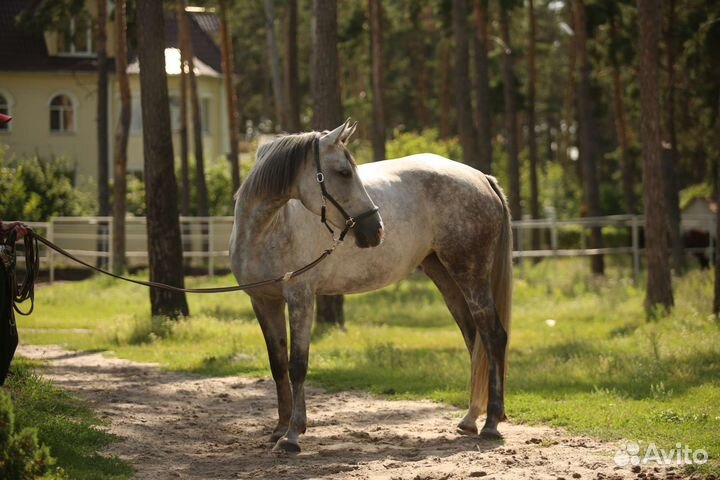 Лошади