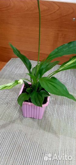 Спатифиллум или женское счастья