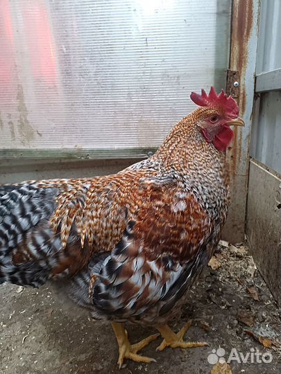 Петухи Билефельдер. Куры Билефельдер