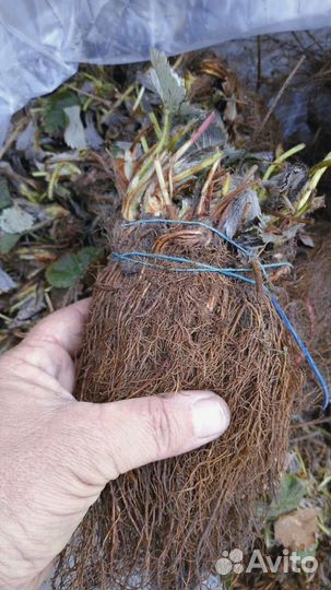 Рассада клубники фриго оптом