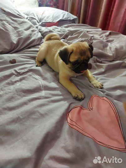 Передержка животных на время отпуска