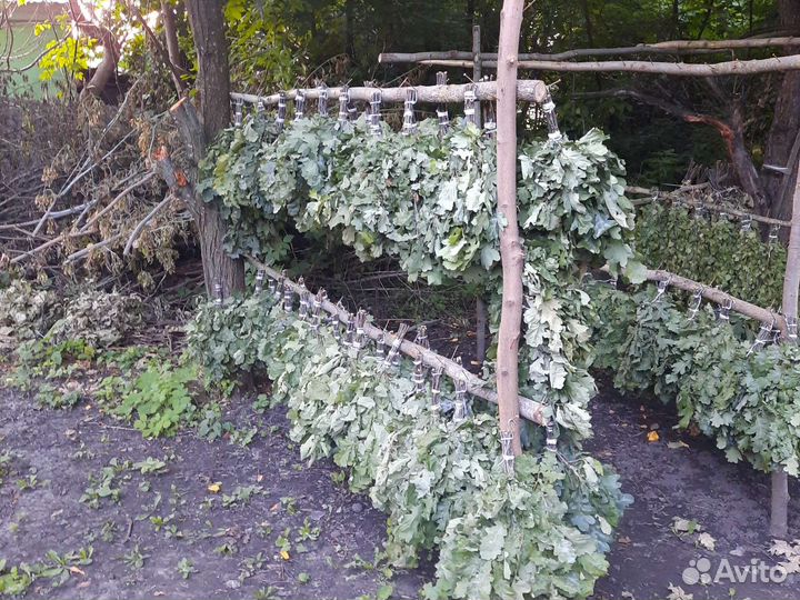 Веник берёзовый