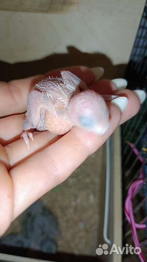 Птенцы волнистых попугаев