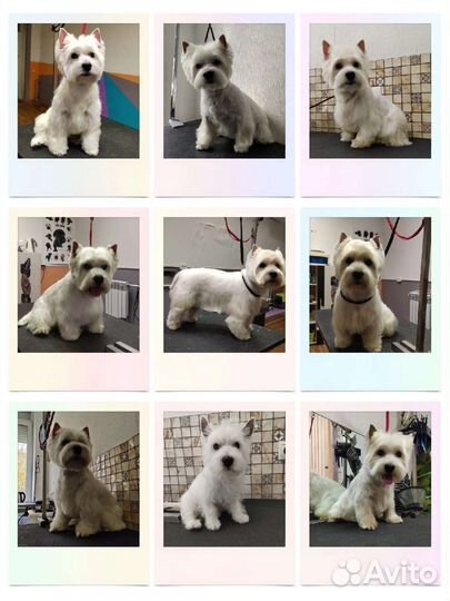 Груминг. Стрижка кошек и собак