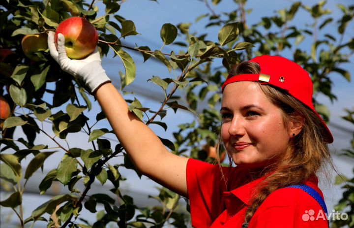 Вахта Сборщик