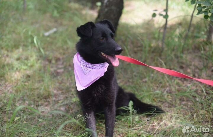 Восточноевропейская овчарка, помесь