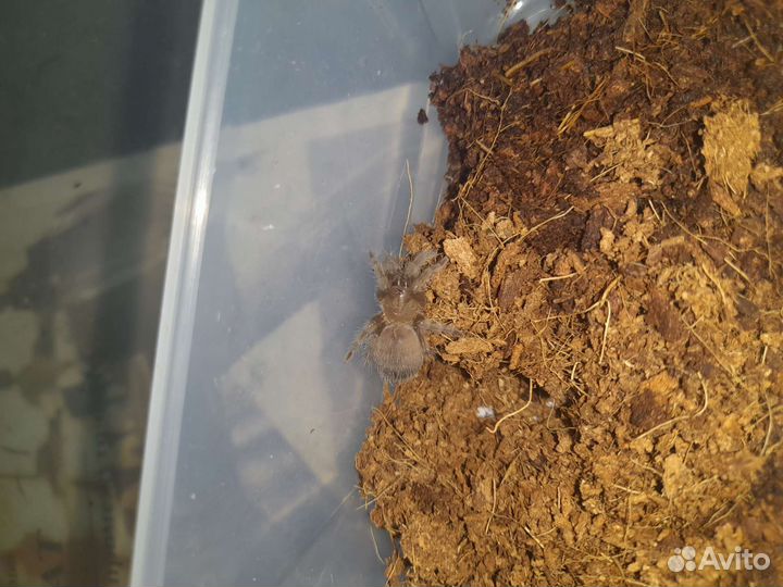 Tliltocatl albopilosus (возможен обмен)