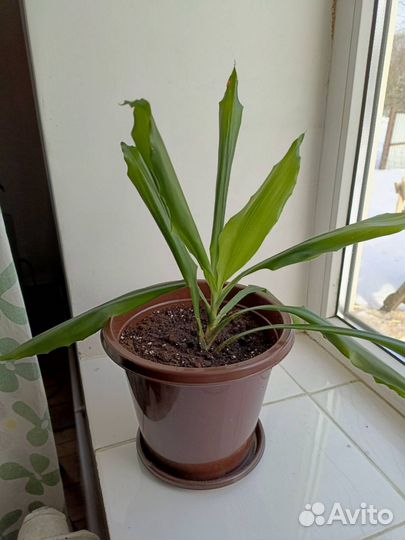 Драцена широколистная