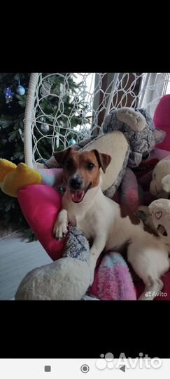 Щенки джек рассел терьер