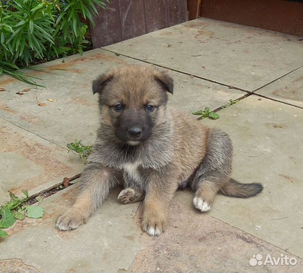 Отдам щенка в добрые руки девочка
