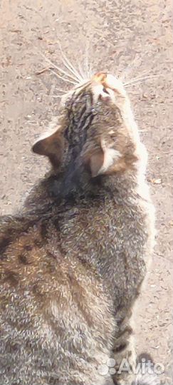 Кошечка в добрые руки