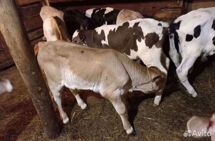 Телята бычки