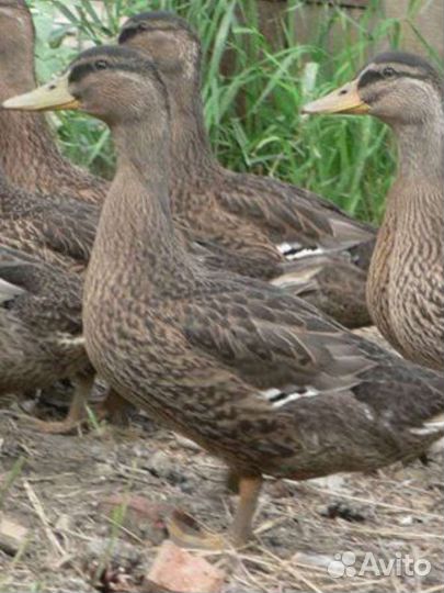 Утки подсадные для охоты