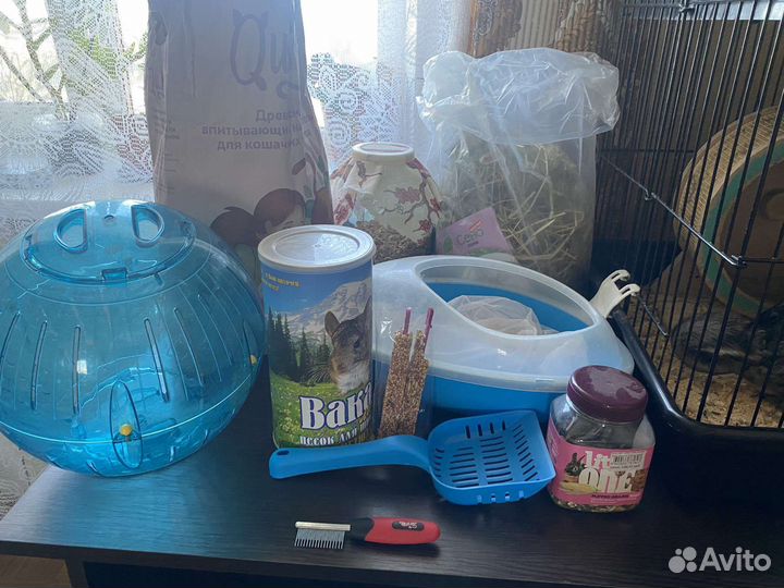 2 шиншиллы с клеткой и всеми принадлежностями