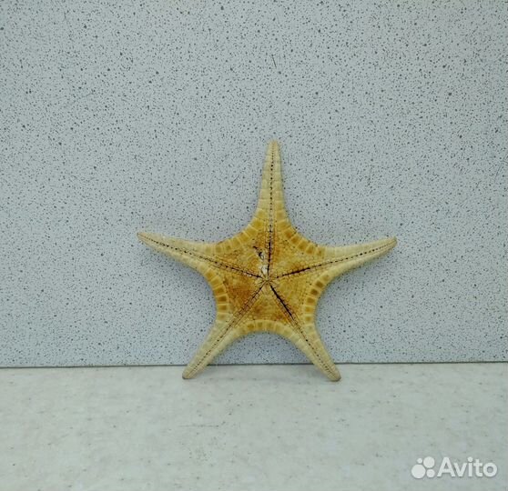 Звезда 7,9 морской сувенир подарок