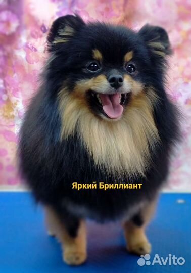 Померанский шпиц. Вязка