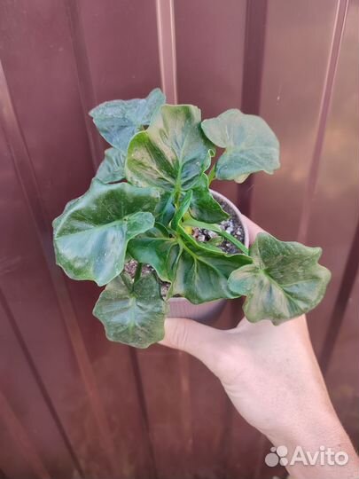 Филодендрон Атом