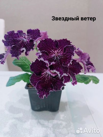 Стрептокарпусы