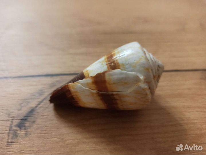 Морская раковина