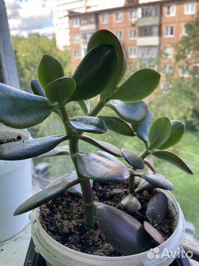 Толстянка, денежное дерево