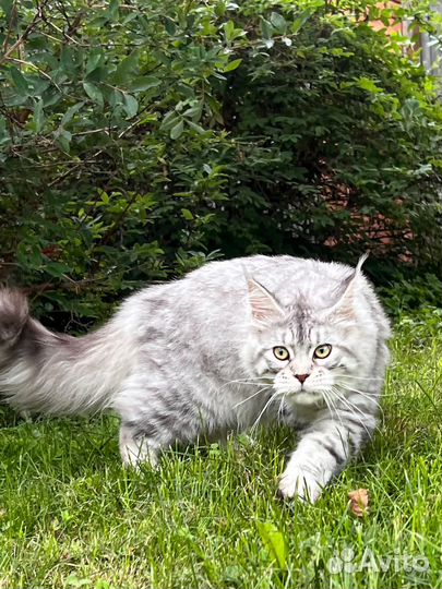 Кошка мейн-кун высокое серебро