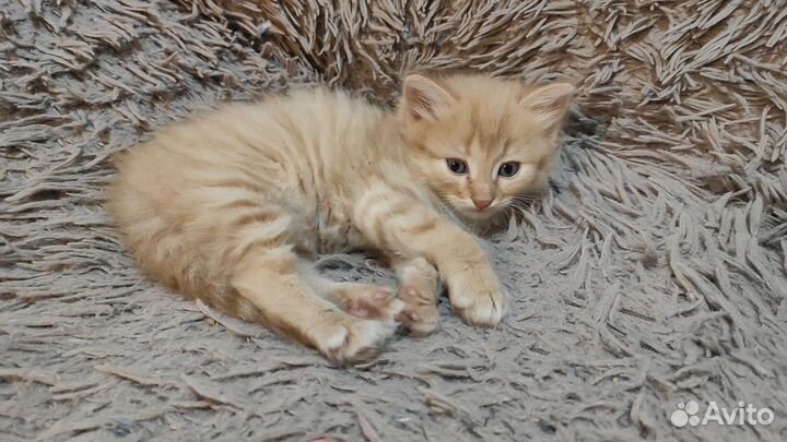 Отдам котенка в добрые руки