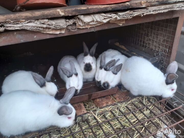 Калифорнийские кролики