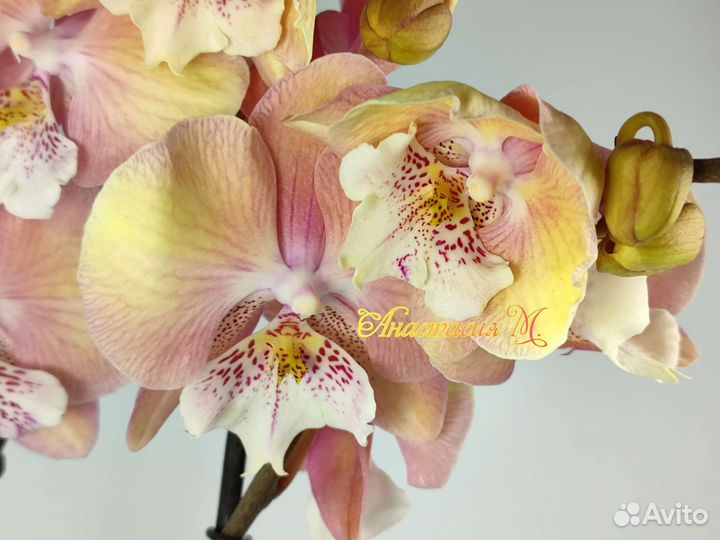 Фаленопсис биг лип единорог