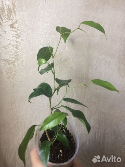 Фикус Вианди