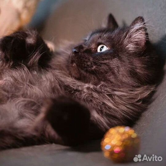 Шикарный кот не теряет надежды, что станет домашни