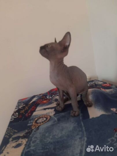 Котята Канадского сфинкса