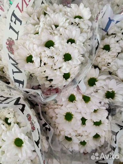 Хризантема кустовая. Цветы. Букеты