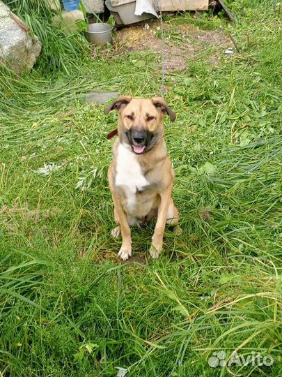 Собака бесплатно