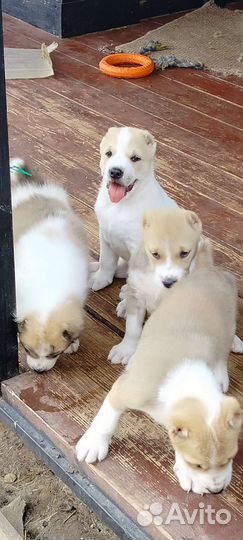 Среднеазиатская овчарка алабай щенки