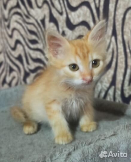 Бесплатно котёнок