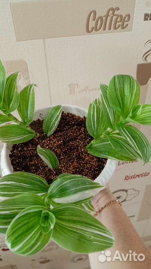 Традесканция