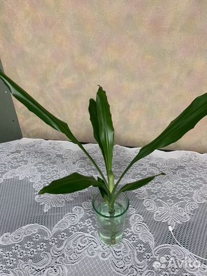 Отросток драцена