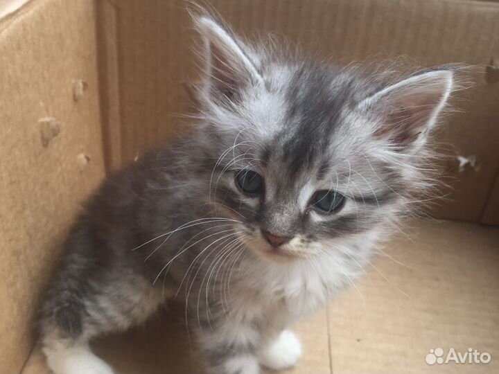 Котята в добрые руки мальчики
