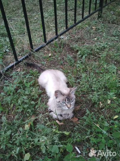 Кошка в добрые руки