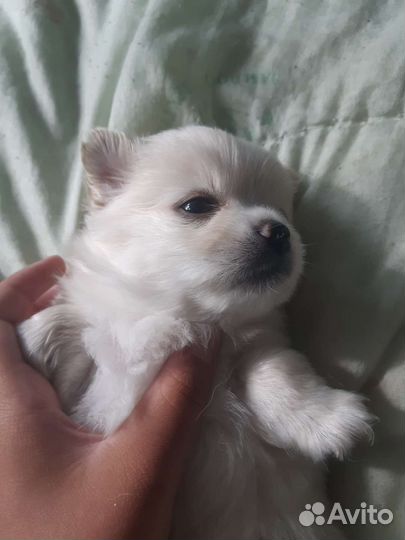 Щенки чихуахуа