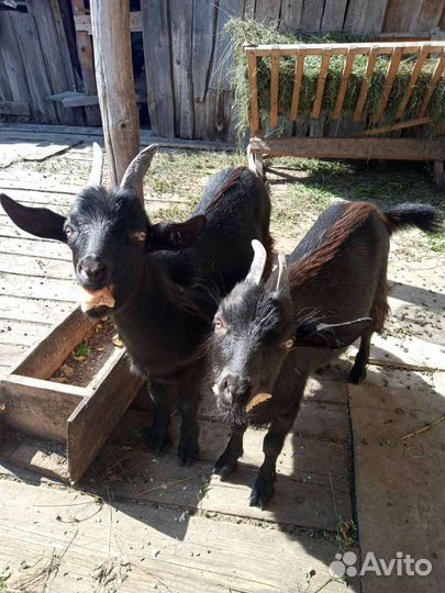 Дойные козы с козлятами