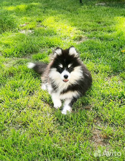 Щенок помски (миник)
